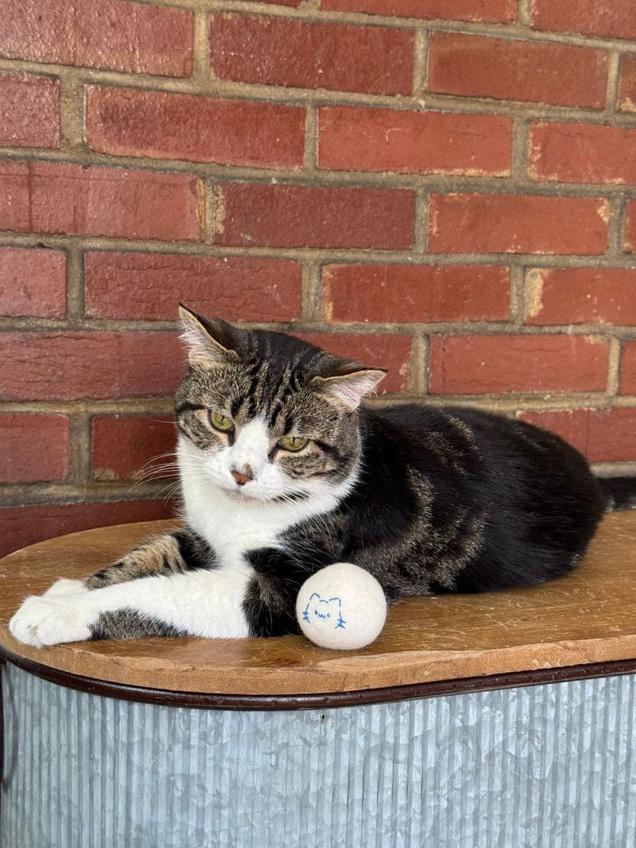 A cat playing at Homeward Trails